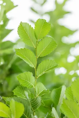 Ulmus 'Lobel' - STDS 12-14 CM CONT - image 3