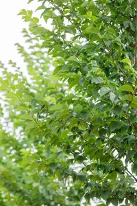 Ulmus 'Lobel' - STDS 10-12 CM RB - image 5