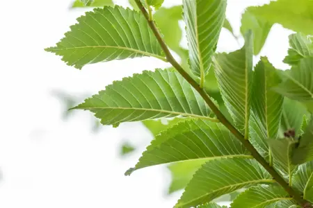 Ulmus 'Lobel' - STDS 12-14 CM CONT - image 2