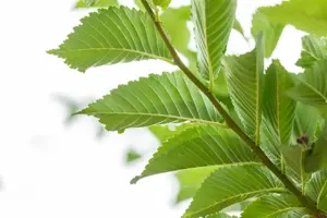 Ulmus 'Lobel' - STDS 12-14 CM CONT - image 2
