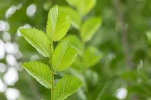 Ulmus 'Lobel' - STDS 12-14 CM RB - image 4