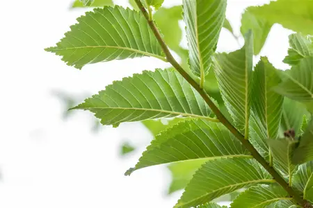 Ulmus 'Lobel' - STDS 10-12 CM RB - image 1