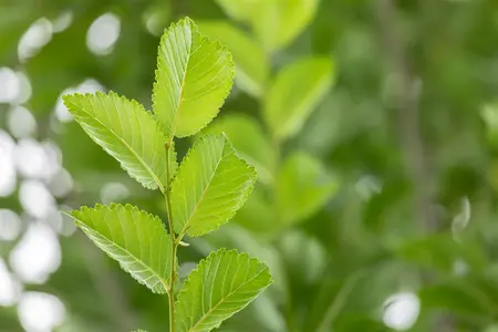 Ulmus 'Lobel' - STDS 10-12 CM RB - image 3