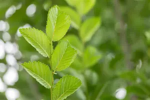 Ulmus 'Lobel' - STDS 10-12 CM RB - image 3