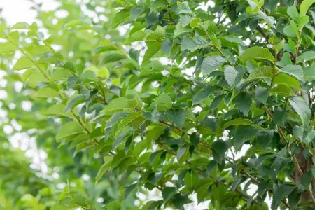 Ulmus 'Lobel' - STDS 14-16 CM RB - image 5