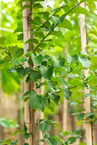 Ulmus 'Lutece' (Nanguen) - STDS 12-14 CM RB - image 1