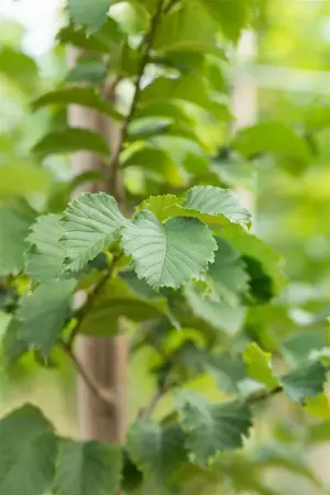 Ulmus 'Lutece' (Nanguen) - STDS 12-14 CM RB - image 3