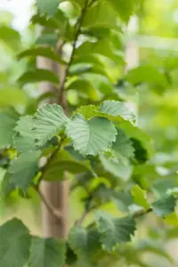 Ulmus 'Lutece' (Nanguen) - STDS 12-14 CM RB - image 3