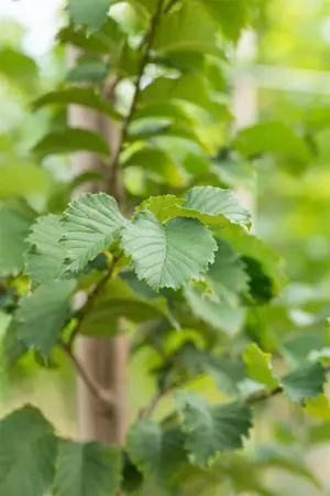 Ulmus 'Lutece' (Nanguen) - STD 10-12 CM CONT    - image 3