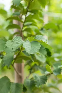 Ulmus 'Lutece' (Nanguen) - STD 10-12 CM CONT    - image 3