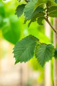 Ulmus 'Lutece' (Nanguen) - STD 10-12 CM CONT    - image 4