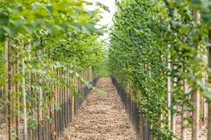 Ulmus 'Lutece' (Nanguen) - STDS 12-14 CM RB - image 2