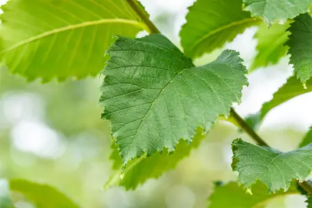 Ulmus 'Lutece' (Nanguen) - STD 10-12 CM CONT    - image 5