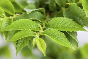 Ulmus minor