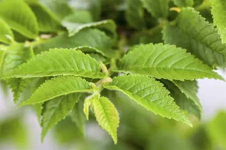 Ulmus minor 'Jacqueline Hillier' - 125-150 CM C50