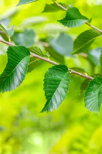 Ulmus 'Sapporo Autumn Gold' - STDS 10-12 CM RB - image 2