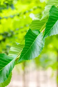 Ulmus 'Sapporo Autumn Gold' - STDS 10-12 CM RB - image 4