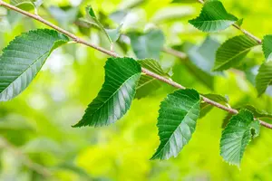 Ulmus 'Sapporo Autumn Gold' - STDS 10-12 CM RB - image 1