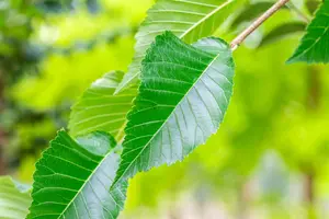 Ulmus 'Sapporo Autumn Gold' - STDS 10-12 CM RB - image 3