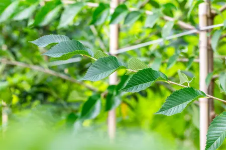 Ulmus 'Sapporo Autumn Gold' - STDS 10-12 CM RB - image 5