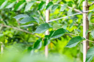 Ulmus 'Sapporo Autumn Gold' - STDS 10-12 CM RB - image 5