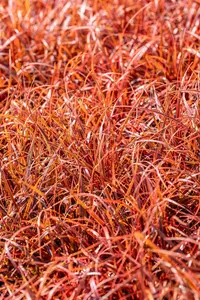 Uncinia 'Belinda's Find' (Everflame) - P10.5 - image 2