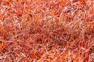 Uncinia 'Belinda's Find' (Everflame) - P10.5 - image 2
