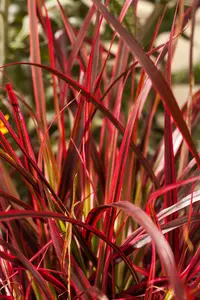 Uncinia rubra - 2 Ltr pot