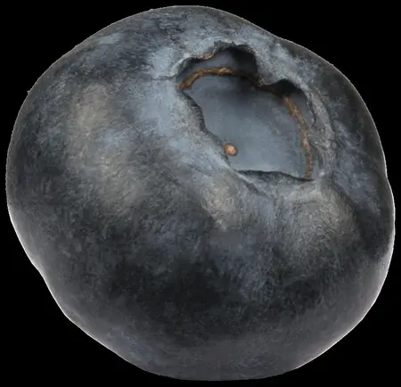 Vaccinium angustifolium 'Tophat' - P9 - image 2