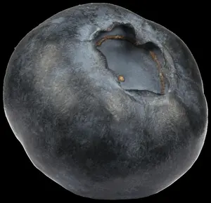 Vaccinium angustifolium 'Tophat' - P9 - image 2