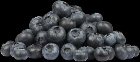 Vaccinium angustifolium 'Tophat' - P9 - image 3