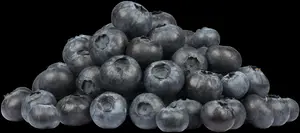 Vaccinium angustifolium 'Tophat' - P9 - image 3