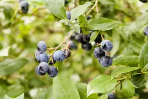 Vaccinium cor. 'Berkeley' - P9
