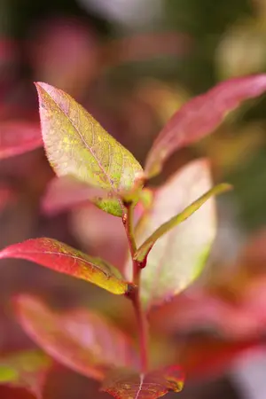 Vaccinium cor. 'Bluecrop' - P9 + cane - image 1