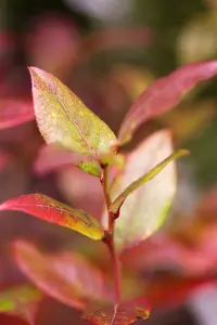 Vaccinium cor. 'Bluecrop' - P9 + cane - image 1