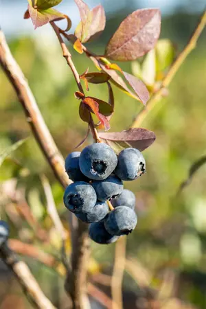 Vaccinium cor. 'Bluecrop' - 40-50 CM C1.5 - image 3