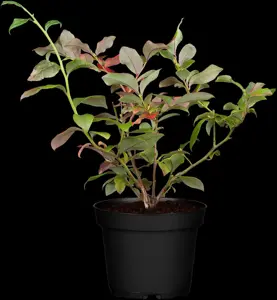 Vaccinium cor. 'Bluecrop'