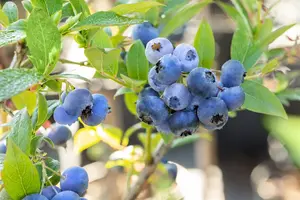 Vaccinium cor. 'Bluecrop' - P9 + cane - image 5