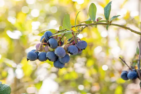 Vaccinium cor. 'Bluecrop' - 40-50 CM C1.5 - image 4