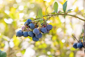 Vaccinium cor. 'Bluecrop' - 40-50 CM C1.5 - image 4