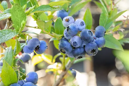 Vaccinium cor. 'Bluecrop' - 40-50 CM C1.5 - image 5