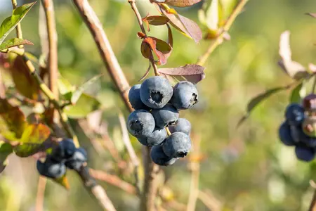 Vaccinium cor. 'Bluecrop' - P9 + cane - image 2