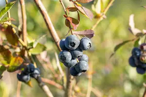 Vaccinium cor. 'Bluecrop' - P9 + cane - image 2