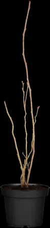 Vaccinium cor. 'Bluecrop' - 30-40 CM C3 - image 2