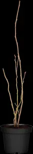 Vaccinium cor. 'Bluecrop' - 40-60 CM C5 - image 2