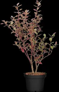 Vaccinium cor. 'Bluecrop' - 30-40 CM C3 - image 4