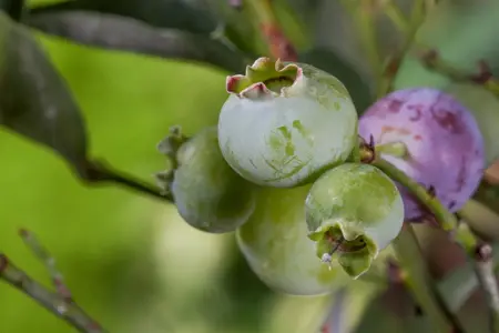 Vaccinium cor. 'Bluegold' - P9 - image 2