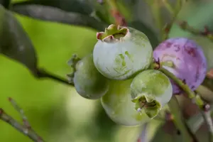 Vaccinium cor. 'Bluegold' - P9 - image 2