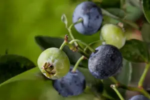 Vaccinium cor. 'Bluegold' - P9 - image 3
