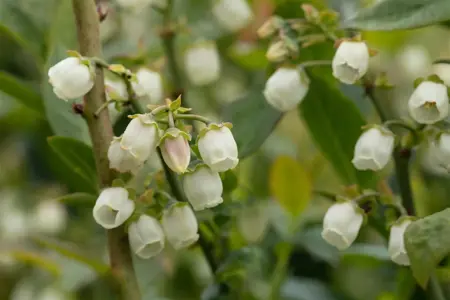 Vaccinium cor. 'Bluegold' - P9 - image 5